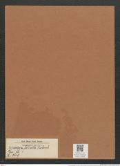 Synedra falcata Rabenh. (de-Toni-Nr.: Genus 66, Species 2619) Zeichnungen Sammlung Grunow Mappe 02834 (Herbarium_W_Grunow_drawings_Folder_02834)
